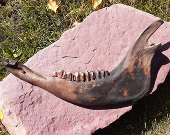 Bison Jaw Bone - Etsy