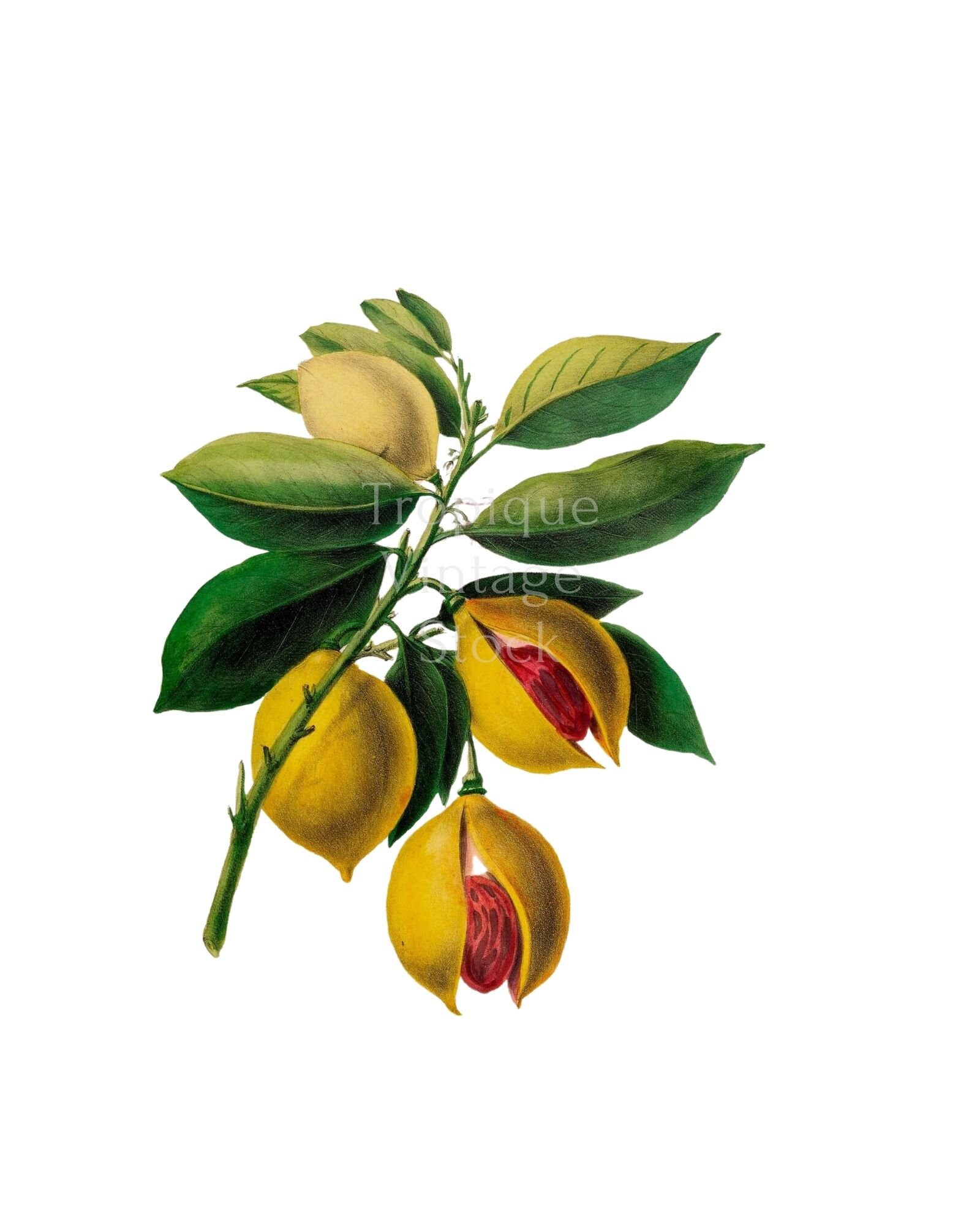 Tropical Botanical Illustration NUTMEG Clipart Digital Etsy