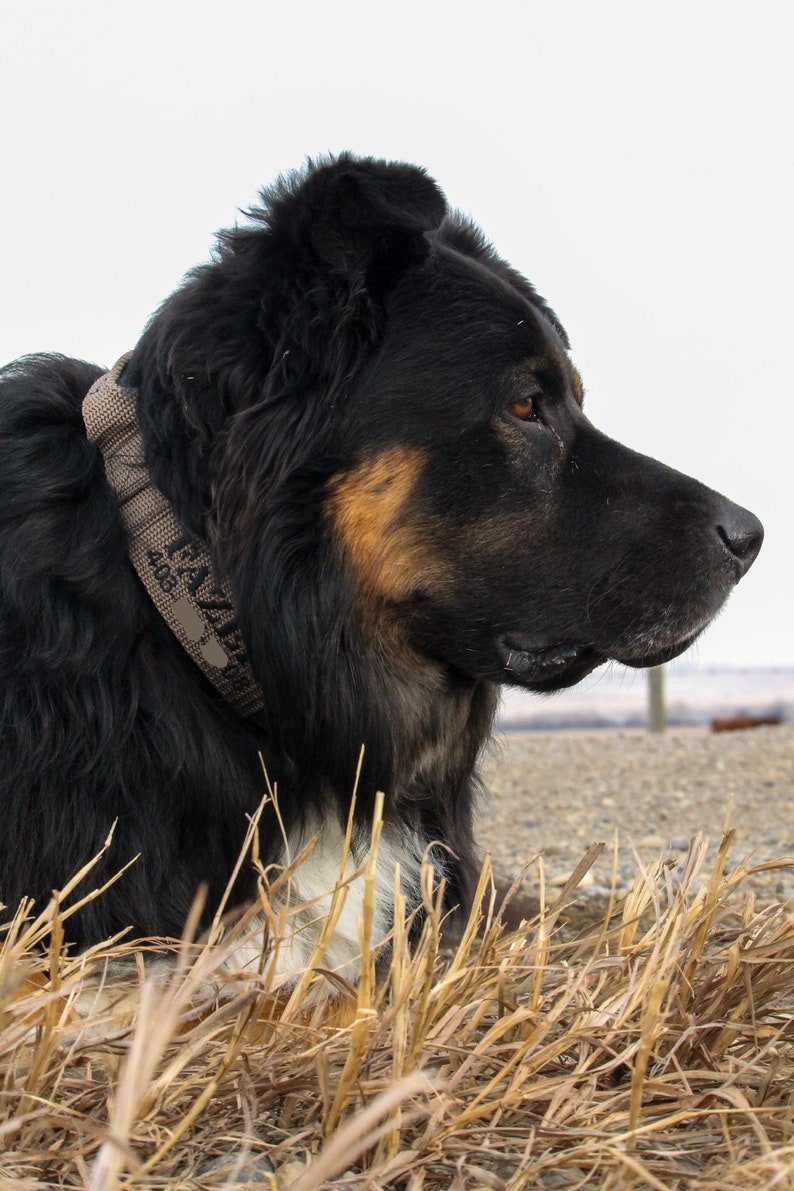 1.5 Tactical Dog Collar With Grab Handle Military Dog Etsy