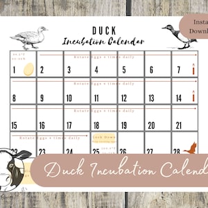 May include: A printable duck incubation calendar with a brown and white duck illustration. The calendar is divided into 28 days with instructions to rotate eggs four times daily. The calendar also includes a section for "Lock Down" and a temperature range of 99.5°F to 100.1°F.