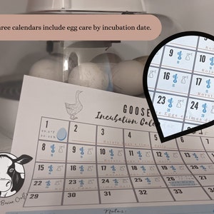 Printable Egg Incubation (Hatching) Calendar & tracker for Chickens, Ducks and Geese. Instant Download with daily egg care, important dates. image 3