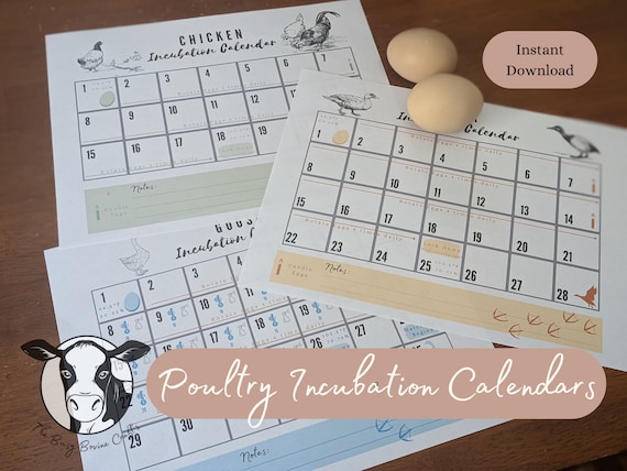 Chicken Egg Hatching Calendar