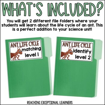 Ant Life Cycle File Folder Activity - Etsy