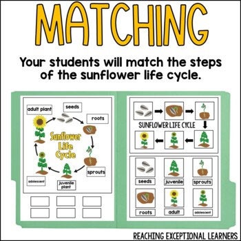 Sunflower Life Cycle File Folder Activity - Etsy