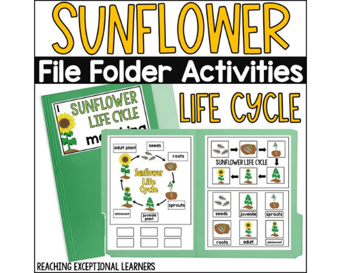 Sunflower Life Cycle File Folder Activity - Etsy