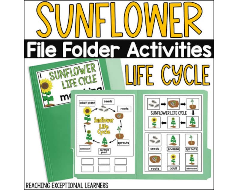 Sunflower Life Cycle File Folder Activity - Etsy