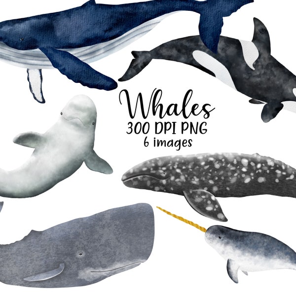 Whale clip art, Watercolor whale clipart, Whale art, orca Clipart, Orca, orca whale, Sperm Whale, Narwhal, Humpback, Beluga, Gray Whale