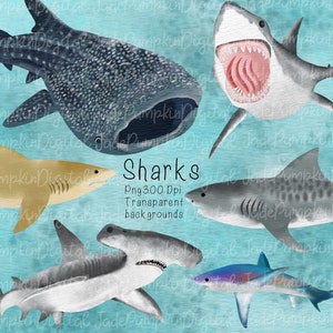 Watercolor shark art, shark clipart, shark clip art, great white shark, thresher shark, Tiger shark, Hammer Head Shark, Whale Shark