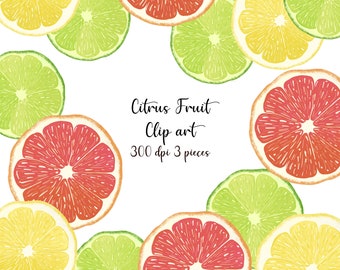 Citrus Fruit Clipart, Watercolor fruit clipart, Watercolor Clipart, Citrus fruit art, Digital Clipart, Jade Pumpkin Digital