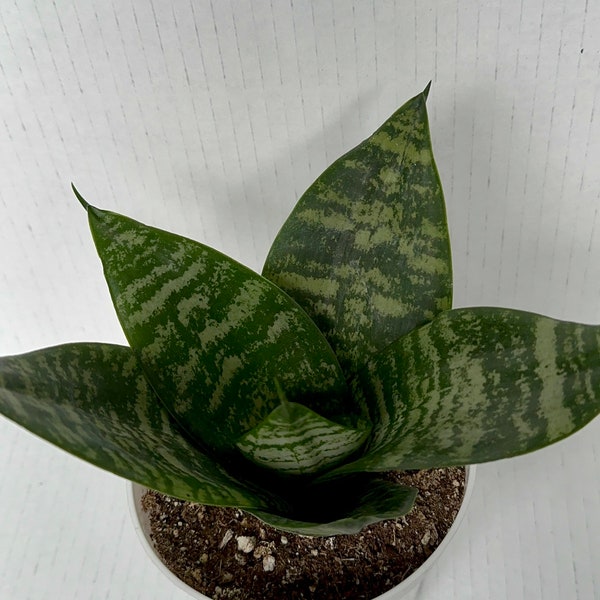 Snake Plant, Air Purifying, Low Maintenance, Gift, Office Plant, Nurse, Valentine’s Day, Low Light Plant, Variegated, Dracaena Trifascia