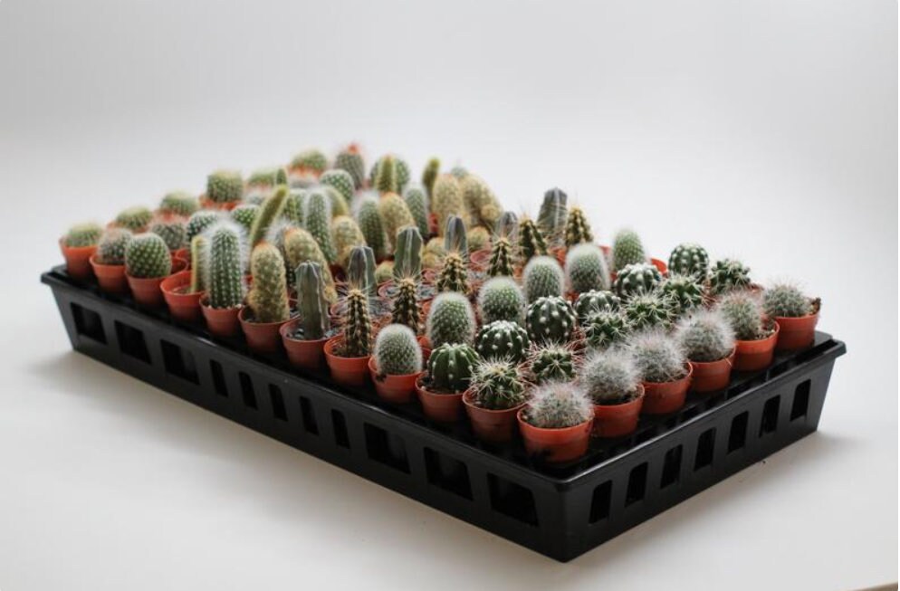 50Pack 1.75 Mini Cactus Assortment Perfect for Party Etsy