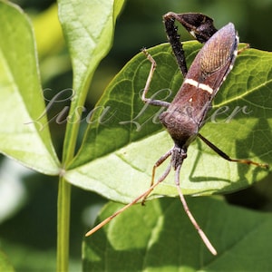 Puede incluir: Fotografía en primer plano de un insecto marrón con rayas blancas sobre una hoja verde. El insecto, con largas antenas, está posado sobre una hoja con venas visibles. La imagen está bien iluminada, mostrando detalles.