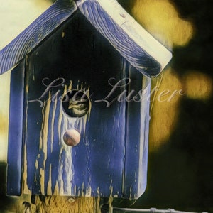Photographie de moineau dans une volière bleue