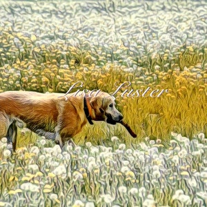 Golden Labrador Retriever Photograph