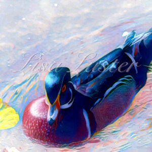 Wood Duck Photograph