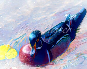 Wood Duck Photograph
