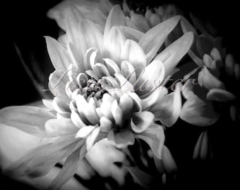 白黒の花の写真