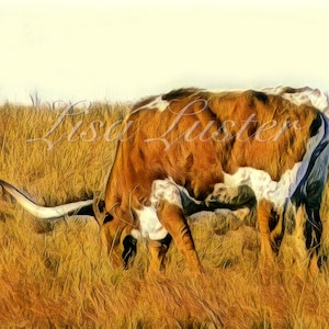 Texas Longhorn Photograph