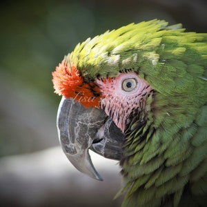 Military Macaw, Bird, Parrot