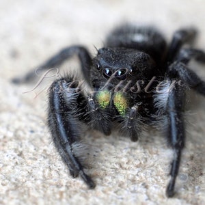 Black Jumping Spider Macro Photograph