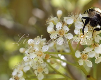 Photographie d'un bourdon