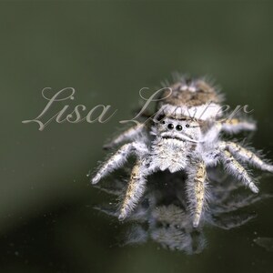 Jumping Spider Macro Photography