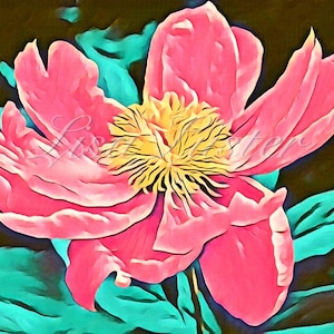 Pink Peony Photograph