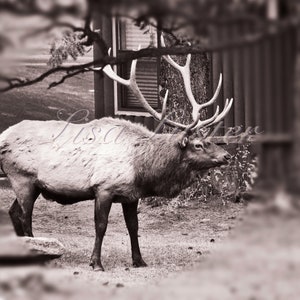 Colorado Elk Photography