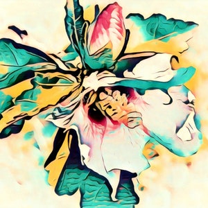 Rose of Sharon Photograph