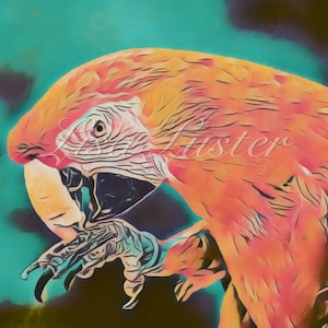 Scarlet Macaw Parrot Photograph