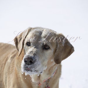 Yellow Labrador Retriever Photograph