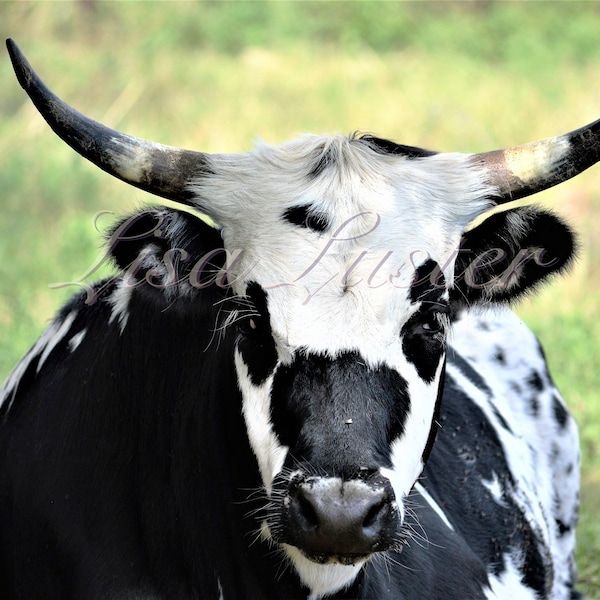 Photography - Large Longhorn art