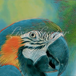 Blue and Gold Macaw Photograph
