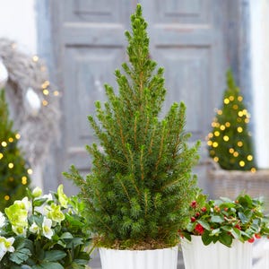 May include: A small, green evergreen tree in a white pot. The tree has a conical shape and is surrounded by other plants in white pots. The background includes a grey door and a wreath with lights.