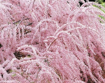 Tamarix Tetandra - Large plumes of pink flowers