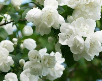 Philadelphus Virginal Mock Orange - Highly Fragrant Garden Shrub