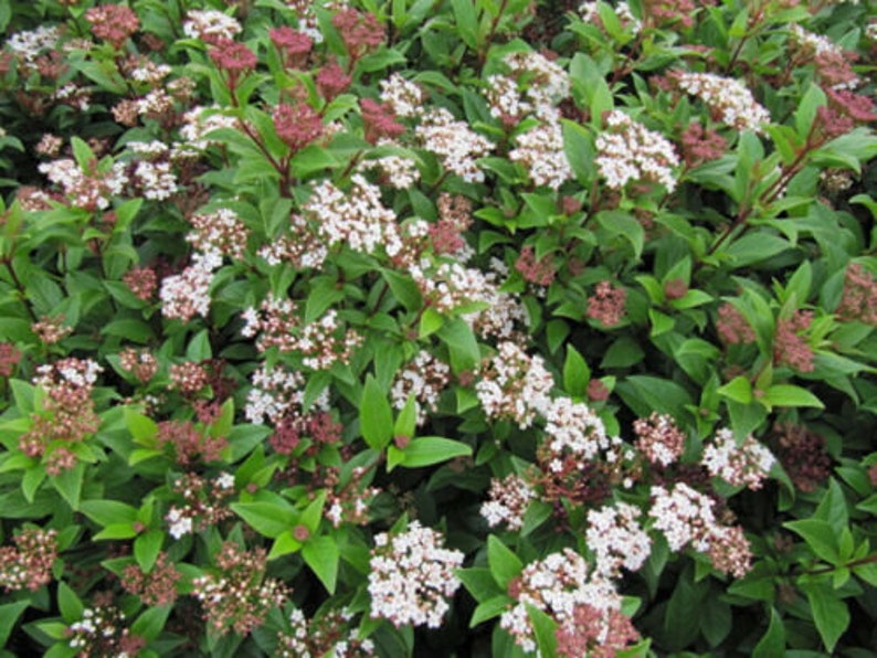 3 X Viburnum Tinus Eve Price Evergreen Shrub/ Hedging Etsy UK