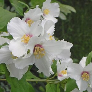 May include: Close-up of white flowers with multiple petals and yellow centres. The flowers have a delicate appearance, with a hint of pink near the centre. Green leaves provide a backdrop, creating a natural and fresh aesthetic.