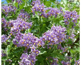 Solanum Crispum Glasnevin - Chilean Potato Vine - Semi Evergreen Climber -  Etsy
