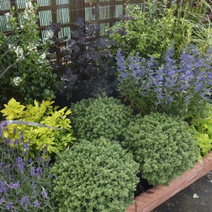 5 x Mixed Established Evergreen Garden Shrubs