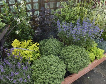 5 x Mixed Established Evergreen Garden Shrubs