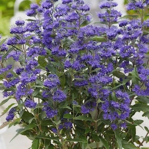 May include: A dense cluster of vibrant blue flowers on a Caryopteris shrub, featuring numerous small, tubular blossoms with protruding stamens and serrated green leaves, creating a lush, textured appearance throughout the plant.