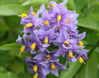 Solanum Crispum Glasnevin - Chilean Potato Vine - Semi Evergreen Climber