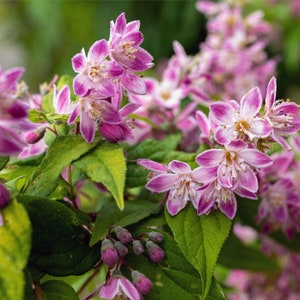 May include: A close-up shot of a flowering plant with clusters of small, delicate pink and white blossoms. The petals have a gradient effect, transitioning from deep pink to white. Green leaves and buds are also visible.
