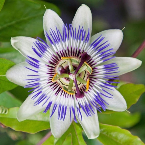 Passiflora Caerulea Semi Evergreen Passion Flower Climber Etsy