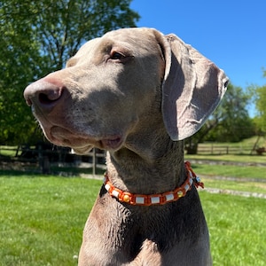 May include: A light gray Weimaraner dog sitting on a wooden surface, looking to the right. The dog is wearing an orange and white beaded collar.
