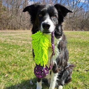 May include: A black and white border collie dog with a green and yellow textured toy in its mouth. The dog is sitting on a green grassy field.