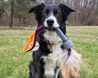 Puede incluir: Un perro border collie blanco y negro sentado en un campo de hierba, sosteniendo un juguete naranja y morado en su boca. El perro lleva un collar con una etiqueta que dice "Max".