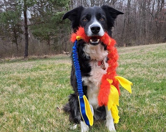 May include: A black and white border collie dog is sitting in a grassy field. The dog is holding a red, yellow, and blue toy in its mouth.