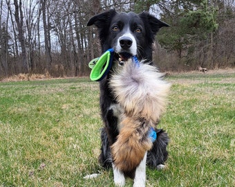 May include: A black and white border collie dog sitting in a grassy field, holding a green and blue toy in its mouth.